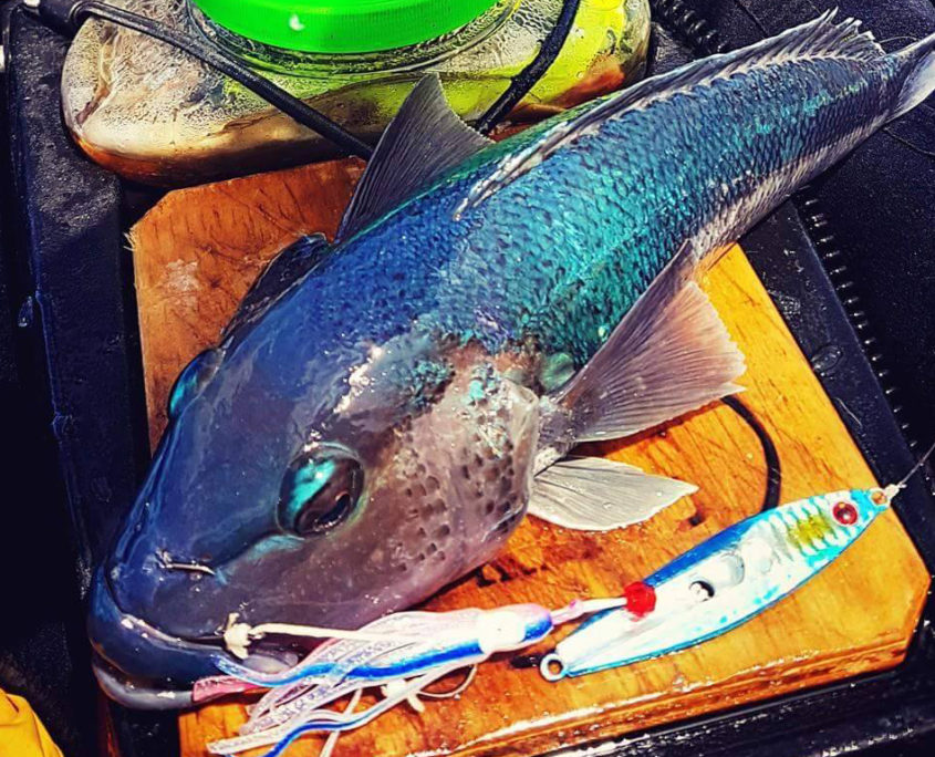 Kayak caught blue cod with Beta Bug