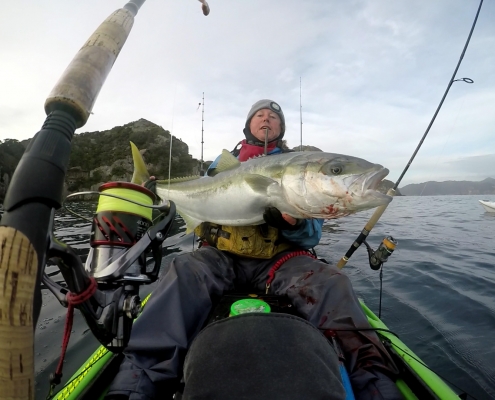 Serious yak-caught kingfish at Great Barrier Island