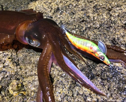 Egi-ing for squid landbased