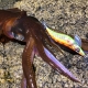 Egi-ing for squid landbased
