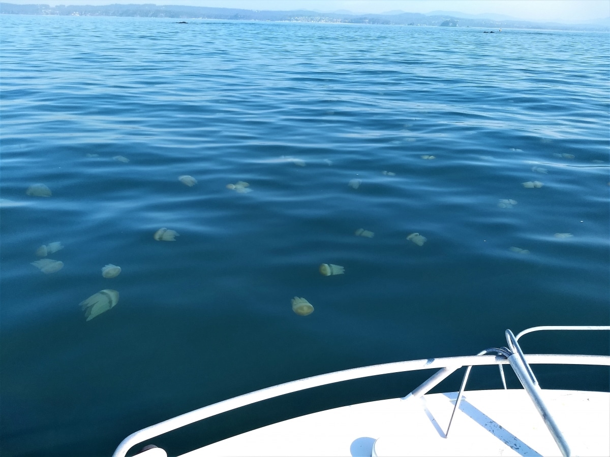 Jellyfish in Bateman's Bay